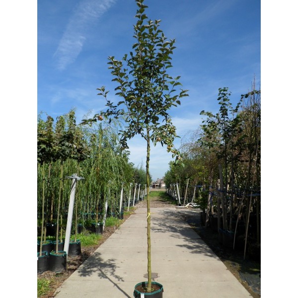 Foto: onlinegroen sierappel