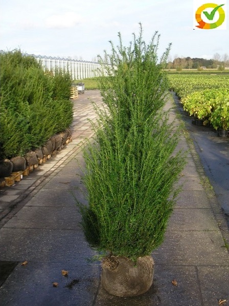 Foto: taxus