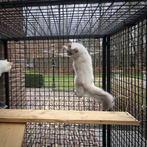 Foto : Zwarte gaaspanelen voor je dierenverblijf! Kippenren, kattenren of Arakooi