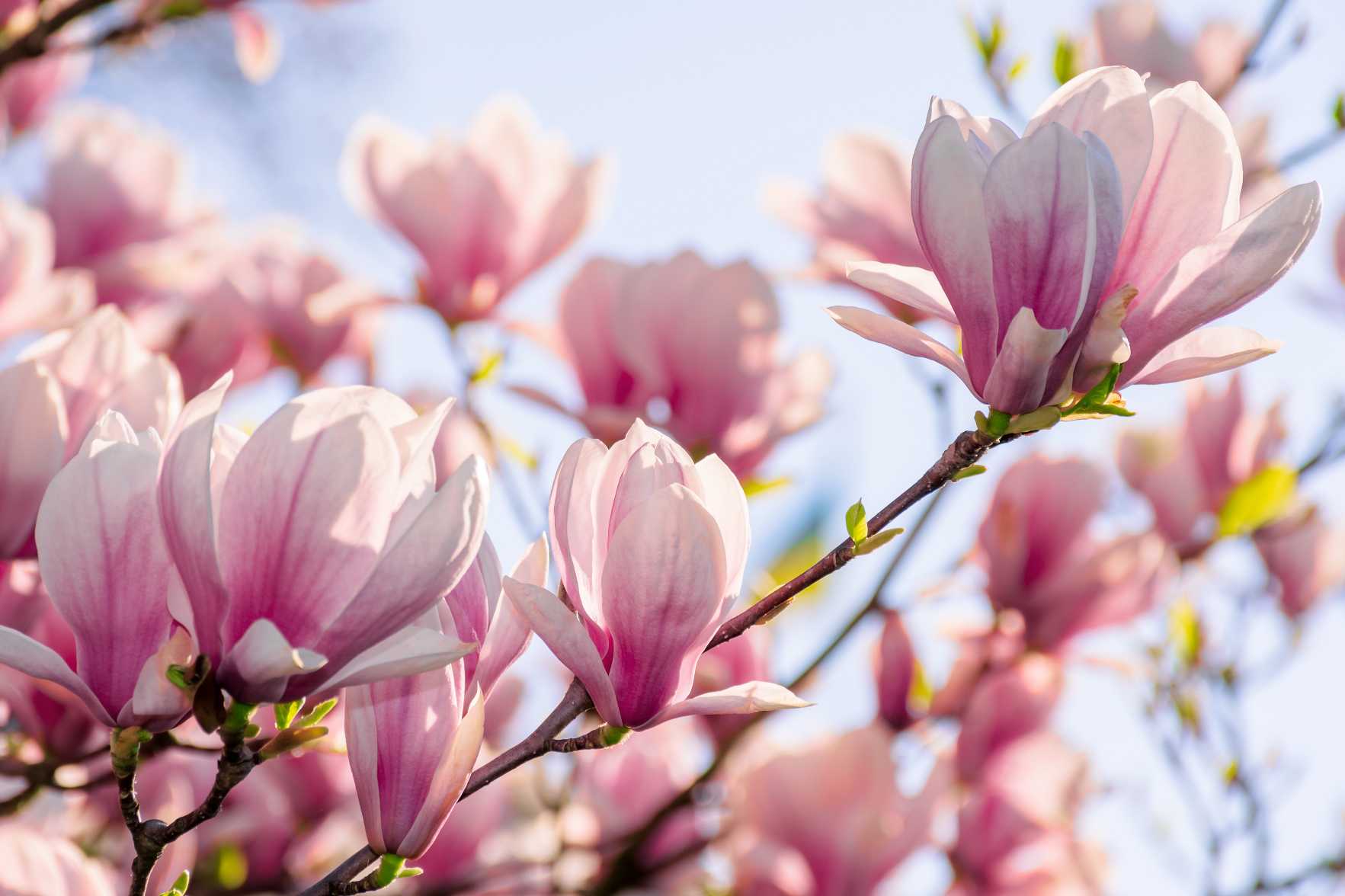 Foto: magnolia