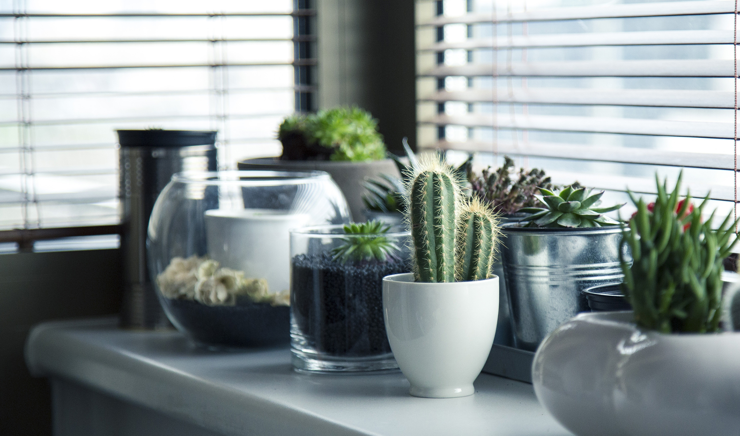Foto: pots-plants-cactus-succulent