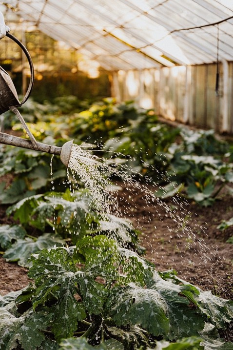 Foto : Tips voor het creëren van een duurzame tuin