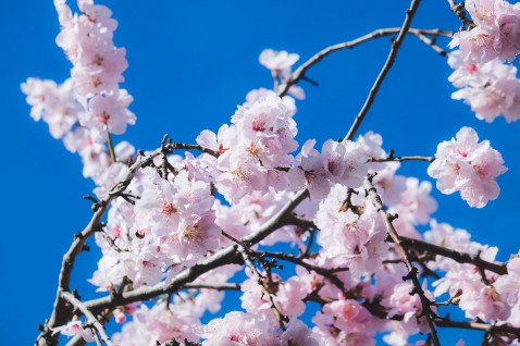 Foto : Ontdek de wereld van prunussen met de Amanogawa