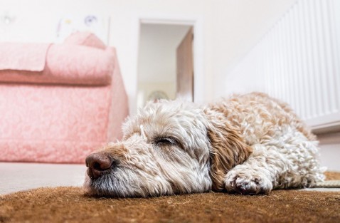 Foto : Zo creëer jij een plekje voor je hond in huis