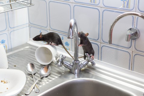 Foto : Voorkomen van Ratten en Ander Ongedierte in Huis