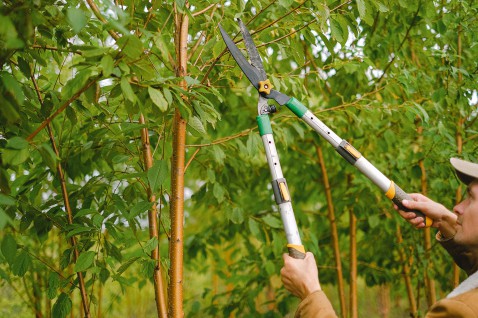 Foto : Het onderhouden van de bomen in de tuin