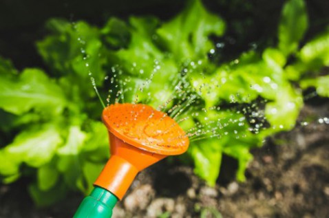 Foto : 5 redenen om te kiezen voor een automatisch beregeningssysteem voor je tuin
