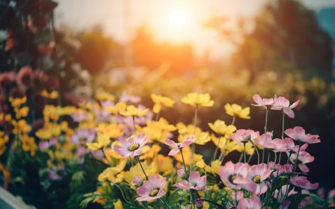 Foto : Maak je tuin lenteklaar met deze 4 tips!