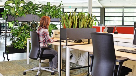 Foto : Planten die werken: hoe interieurbeplanting bijdraagt aan gezonde werkplekken