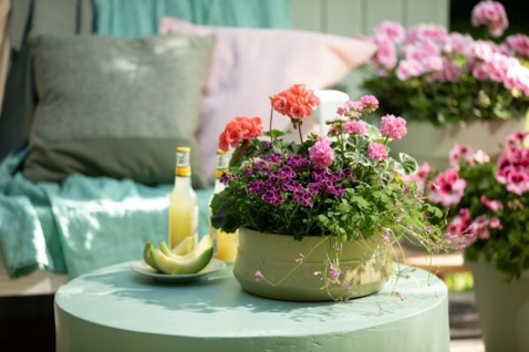 Foto : Kleur met geraniums
