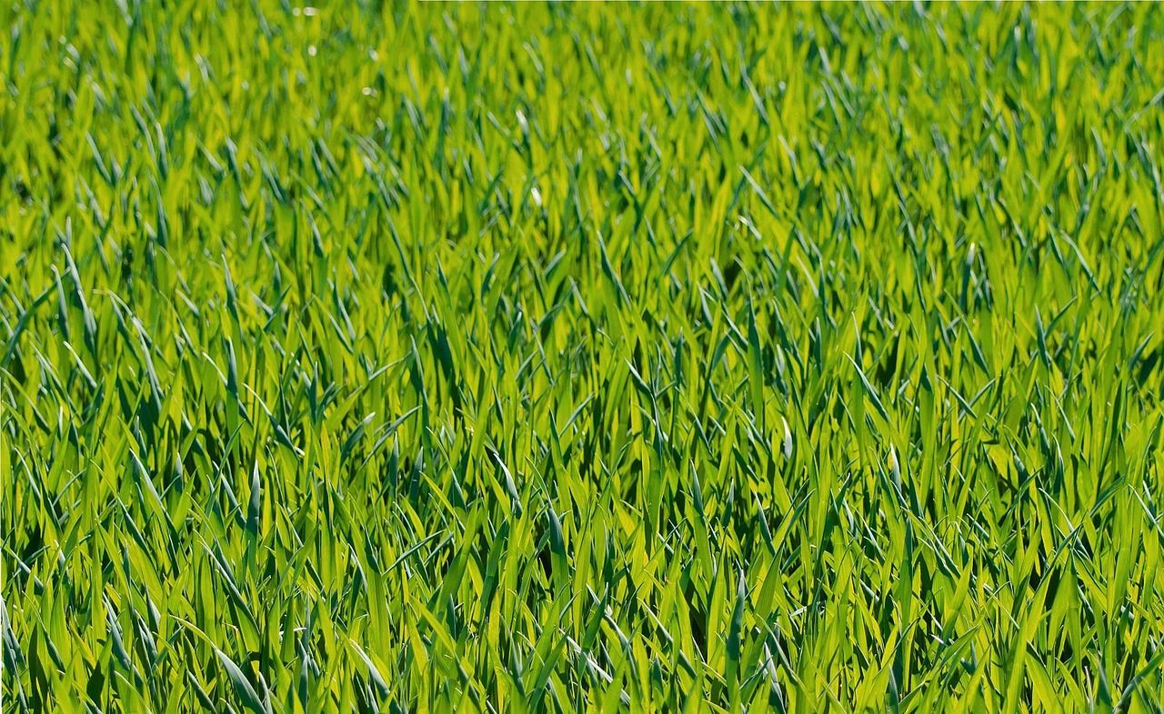 Foto: 420494-grasses-1088114_1280