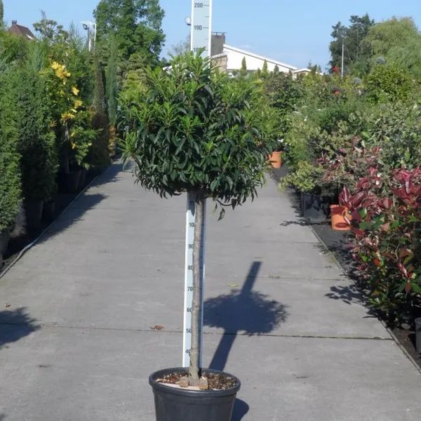 Foto: Wonennl-afbeelding-84324