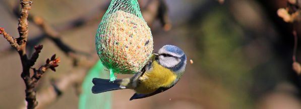 Foto: Wonennl-vogel-afbeelding