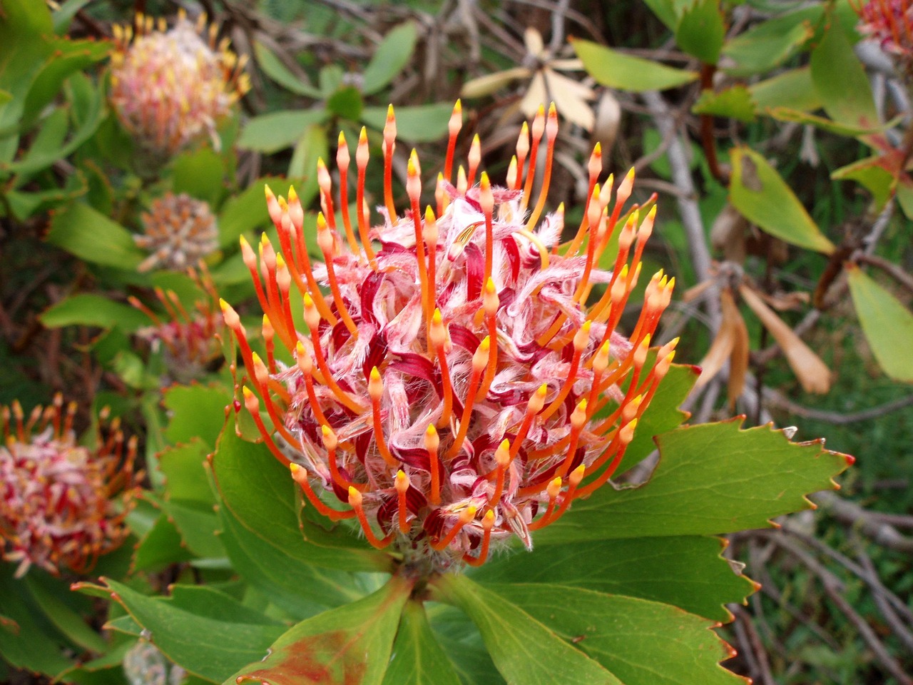 Foto: barbus-protea-2613055_1280