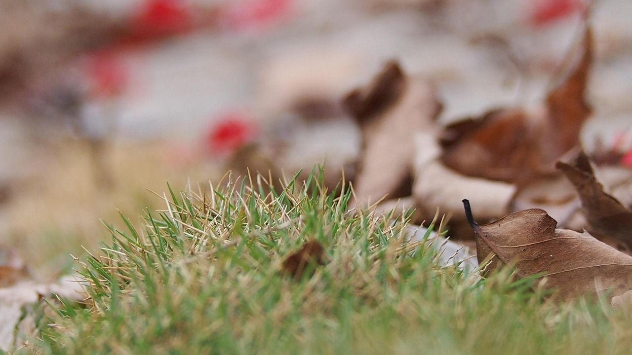 Foto: dood-gras-aaltjes