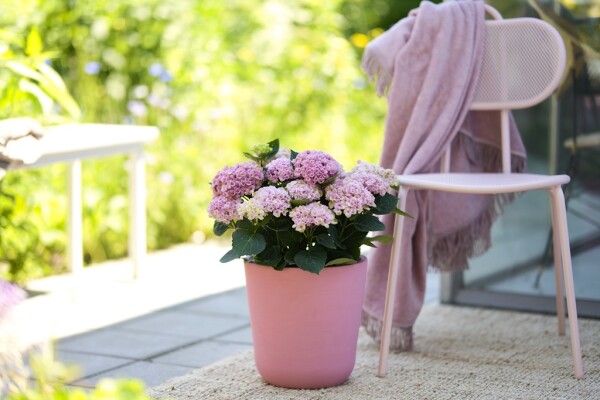 Foto: magical_hydrangea_terrastoppers