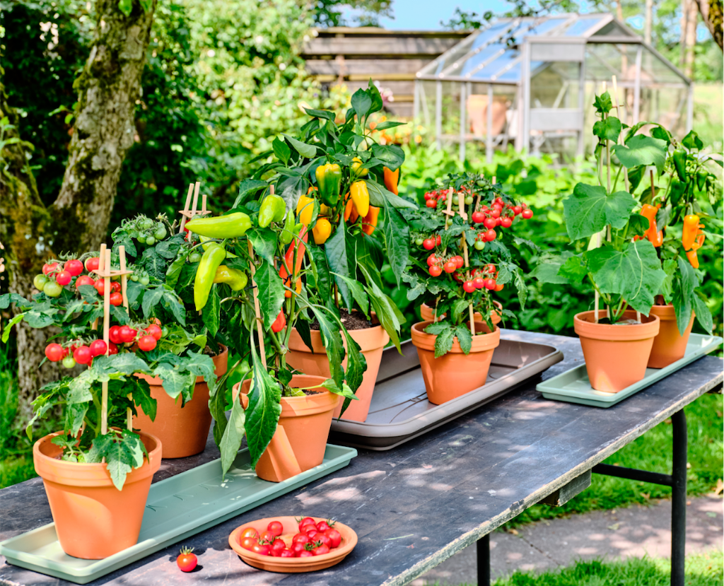 Foto: moestuin_intratuin_wonen_nl