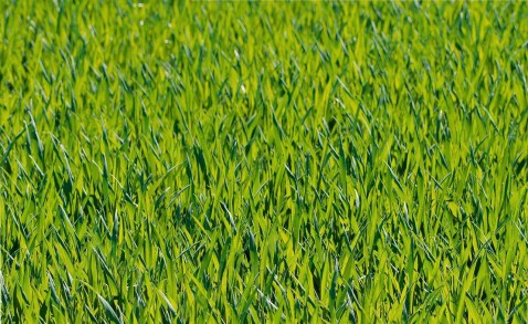 Foto : Familiebedrijf met focus op kwaliteit: hoe een Nederlands bedrijf zich specialiseert in graszoden