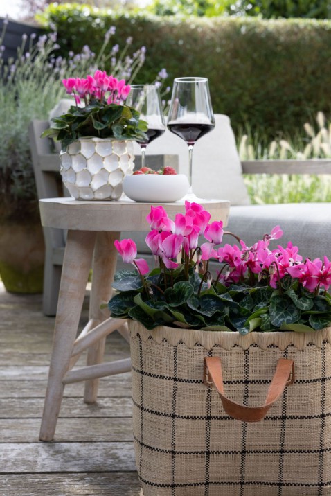 Foto : Sfeermakers voor balkon en terras