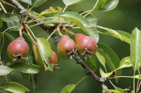 Foto : Welke fruitboom past bij jouw tuin?