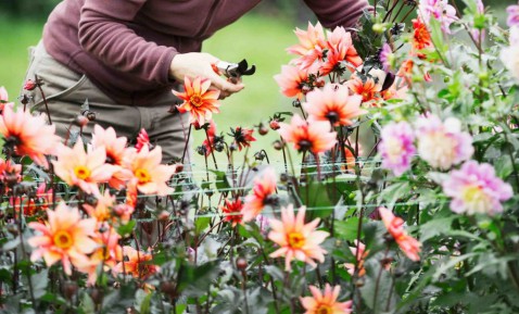 Foto : Snijbloemen uit eigen tuin: de beste soorten voor een zomers boeket