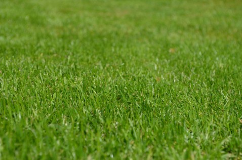 Foto : Waarom steeds meer mensen kiezen voor kunstgras in de tuin