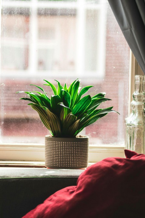 Foto : Meer groen in huis met de juiste planten en kunstplanten