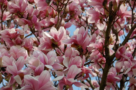 Foto : Magnolia in de tuin: zo kies, plant en verzorg je een voorjaarsblikvanger