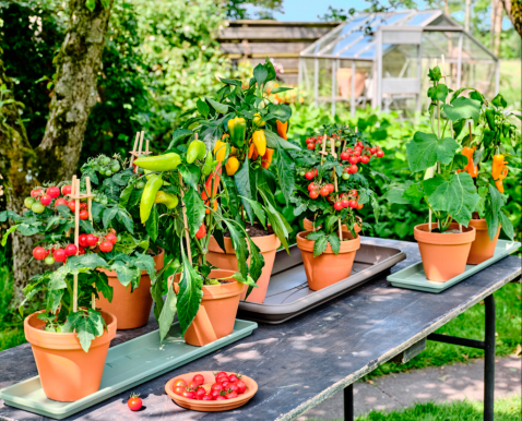 Foto : Handen in de aarde: