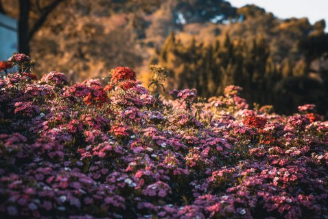 Foto : Een onderhoudsvrije tuin: alles over de voordelen en installatie van composiet