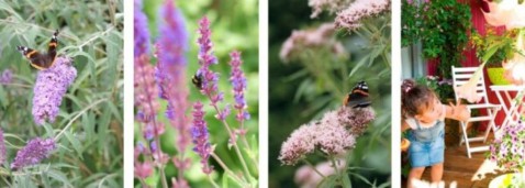 Foto : Groen voor vrolijke vlinders en blije bijen