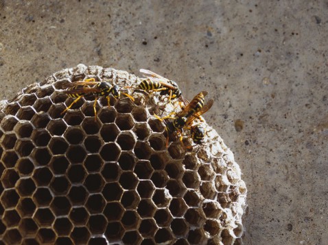 Foto : Wespennest in de spouwmuur? Dit moet je weten voordat je zelf aan de slag gaat