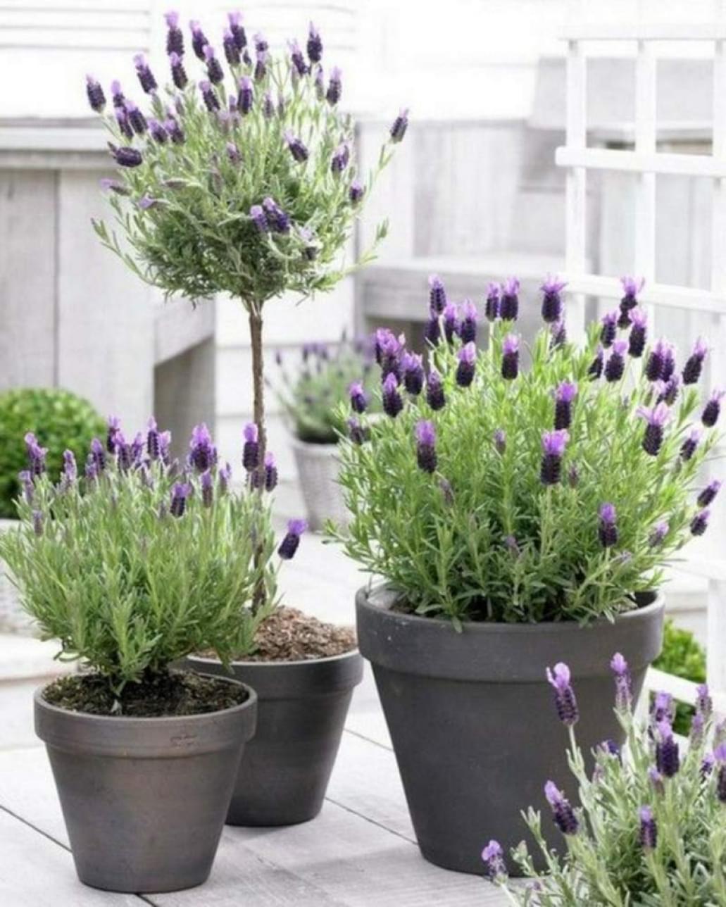 001-lavendel-tuin-herfst-najaar-bloemen-planten