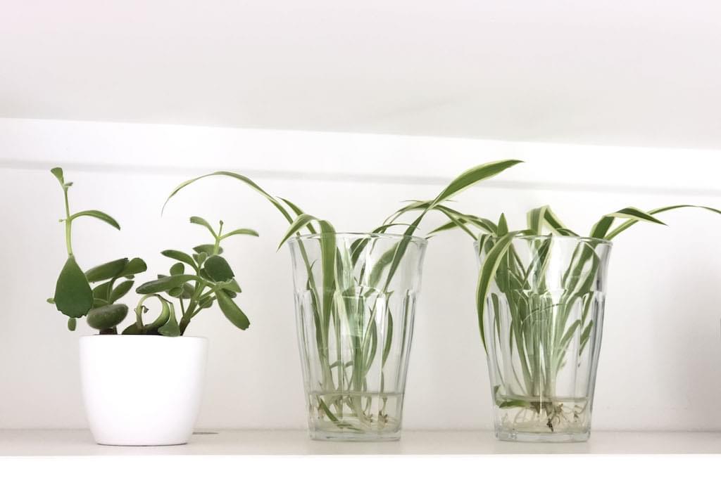 0-sandravankoningshoven-groen-plant-planten-makkelijk-stekken-Monstera-Pannenkoekenplant-Pilea-Chinees-Lantaarnplantje