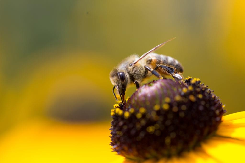 1-honingbij-verschillen-wespen-bijen-hommels-verschil-wesp-bij-hommel