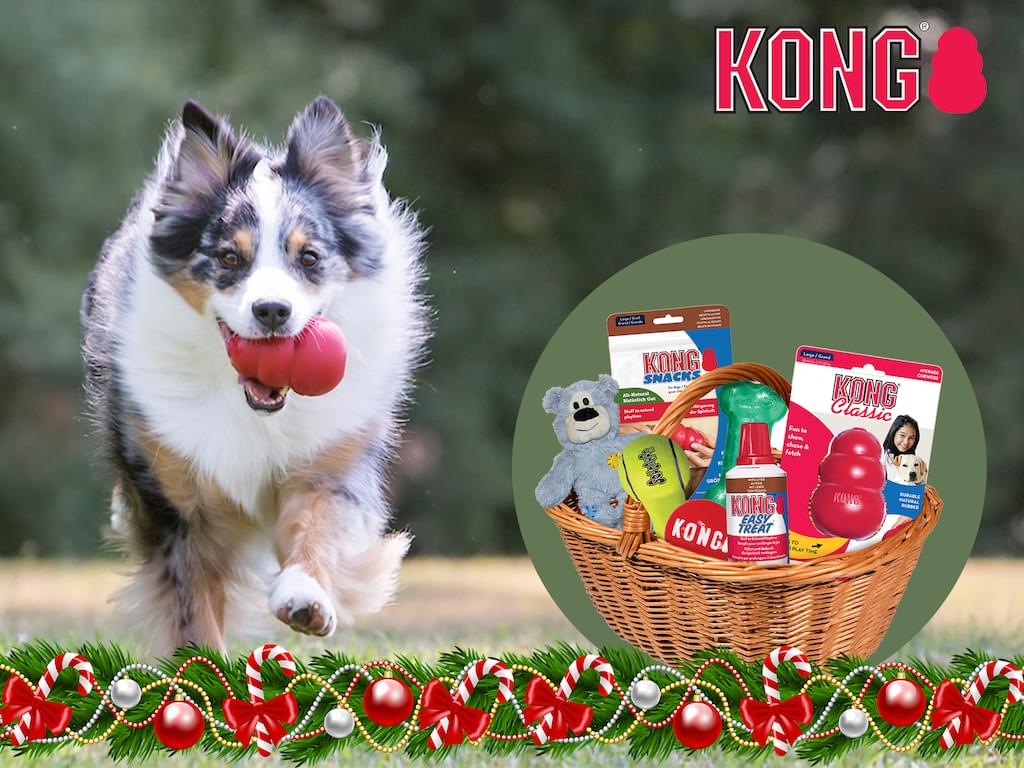 kerst-winactie-winnen-kong-hond-honden-speelgoed-edcuatief-duurzaam