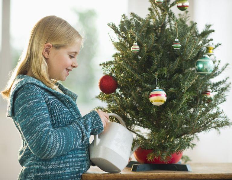 kerst-kerstboom-verzorgen-planten-tuin-met-kluit-wortels-christmas-tree-in-a-pot