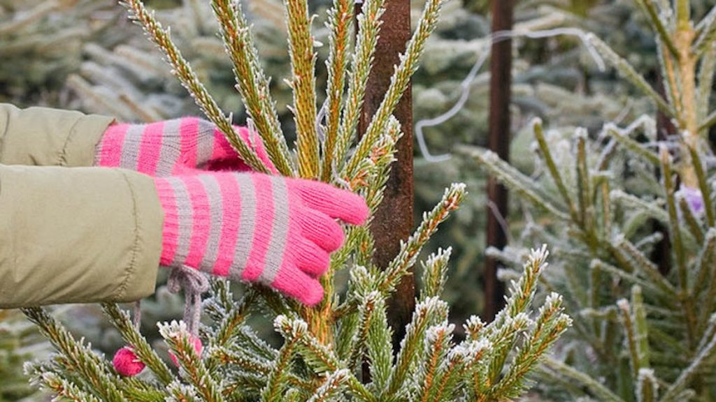 kerst-kerstboom-verzorgen-planten-tuin-met-kluit-wortels-christmas-tree-in-a-pot