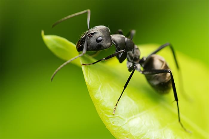 Ecostyle-mieren-plaag-bestrijden-voorkomen-natuurlijk-milieuvriendelijk-diervriendelijk