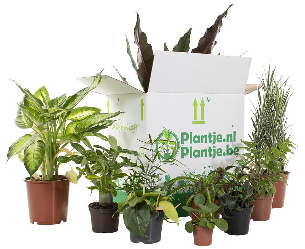 Plantje.nl-groene-kneusjes-box-planten-plant-plants-buitenbeetje-tweede-kans