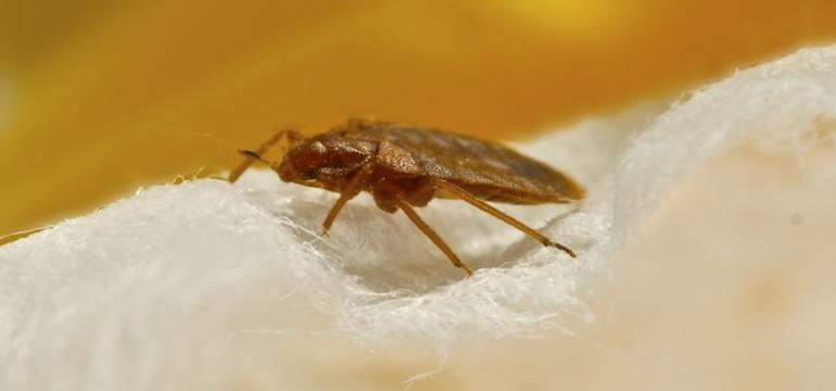 Rentokil-bedwants-bedbug-wandluis-bedluis-bestrijden-ongedierte-hulp-tips