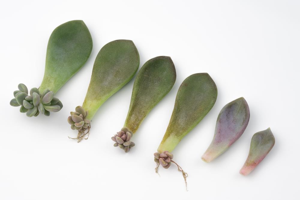 Viamodo-groen-plant-planten-makkelijk-stekken-cactus-vetplant-sedum-graslelie-urban-jungle
