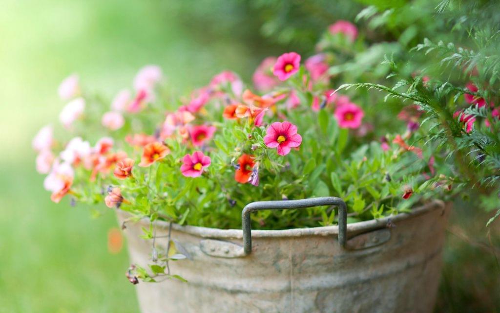 Warentuin-potplanten-tuin-hitte-hittegolf-zomer-wartme-verzorging-onderhoud-tips-garden-heat-watering-maintenance