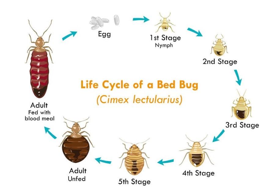 beukema-ongediertebestrijding-bedwants-bedbug-wandluis-bedluis-bestrijden-hulp-tips
