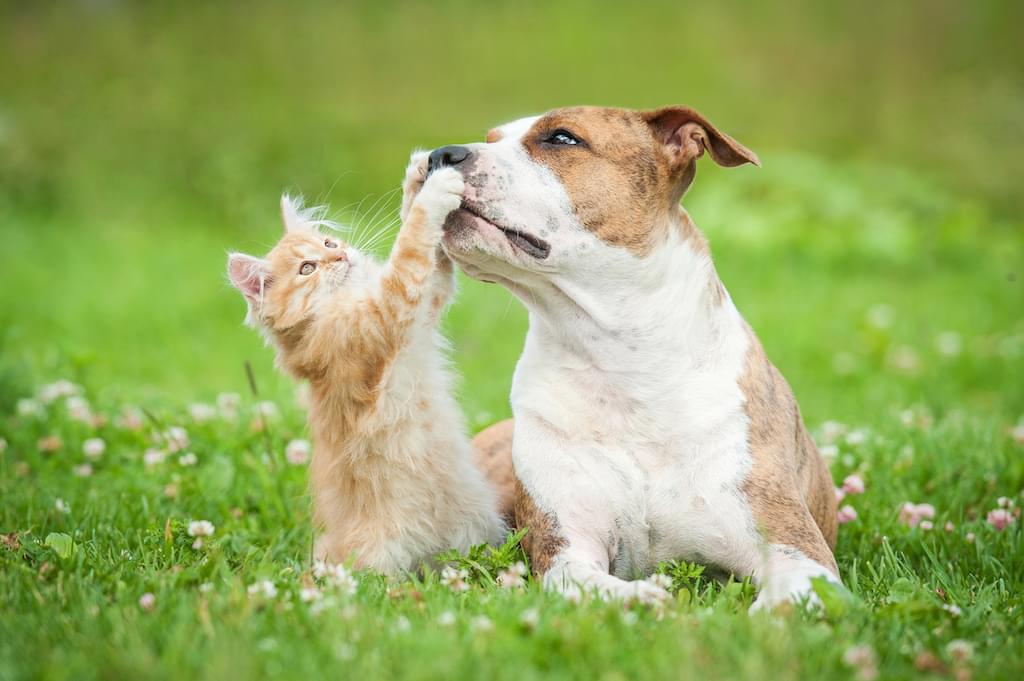 Foto: cat-and-dog-playing