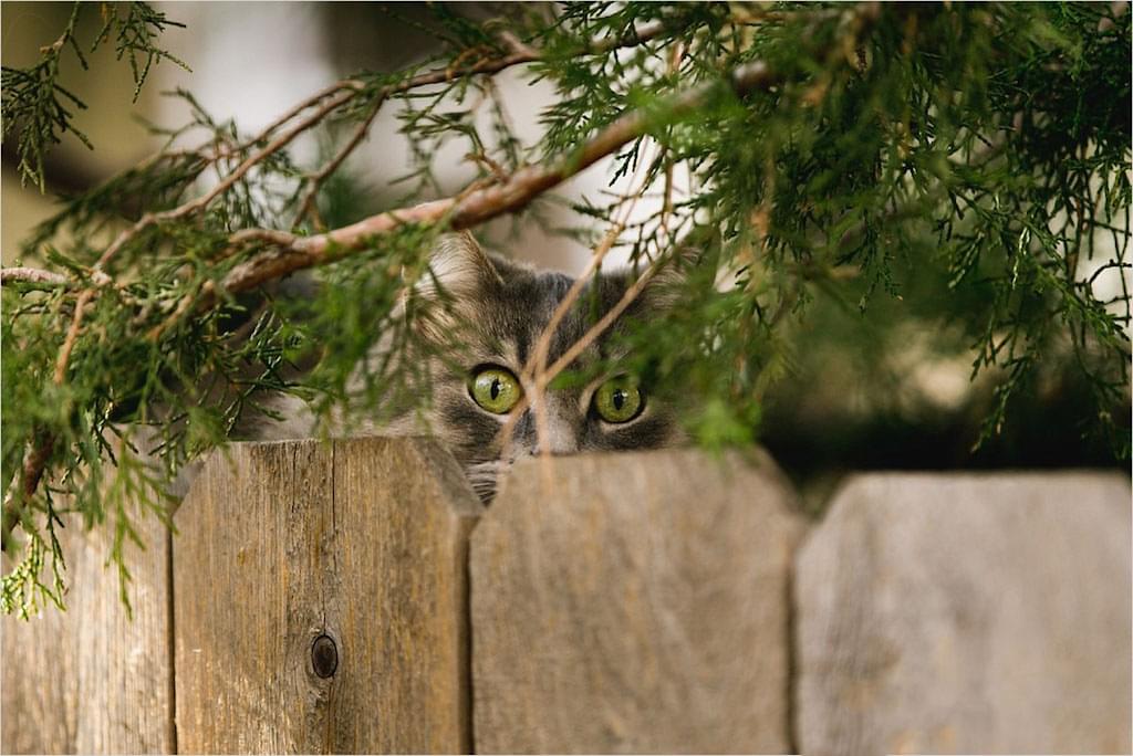 Foto: chloepetphotography-kattenbak-tuin-poepen-katten-kat-uit-tuin-houden-weren-jagen