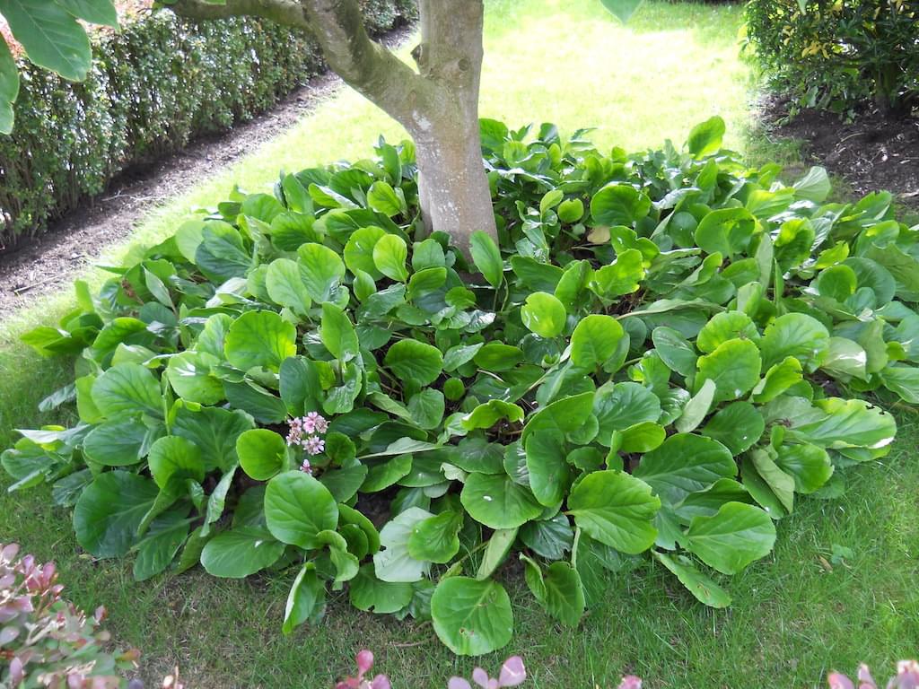 dieren-en-planten.nl-kattenbak-tuin-poepen-katten-kat-uit-tuin-houden-weren-jagen