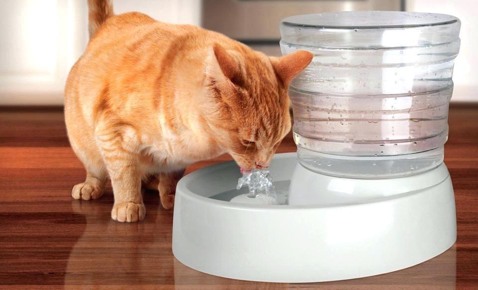 drinkwater-fontein-huisdier-hond-kat-konijn-koel-zomer-hitte-warmte