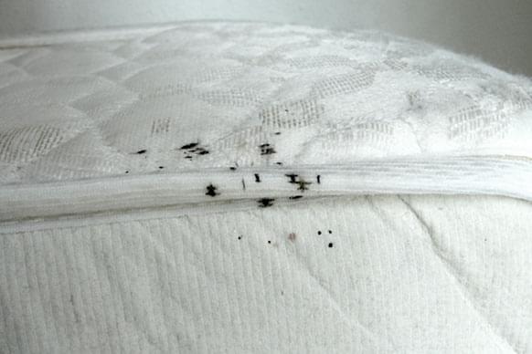 familysafepestcontrol-bedwants-bedbug-wandluis-bedluis-bestrijden-ongedierte-hulp-tips