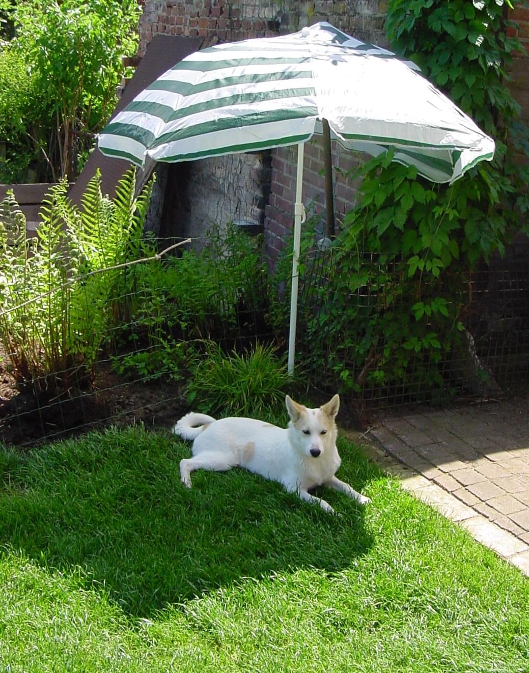 schaduw-parasol-hond-kat-konijn-huisdier-koel-zomer-hitte-warmte-bron-kluifjes